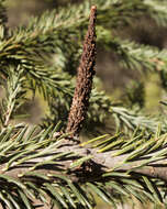 Image of Fir