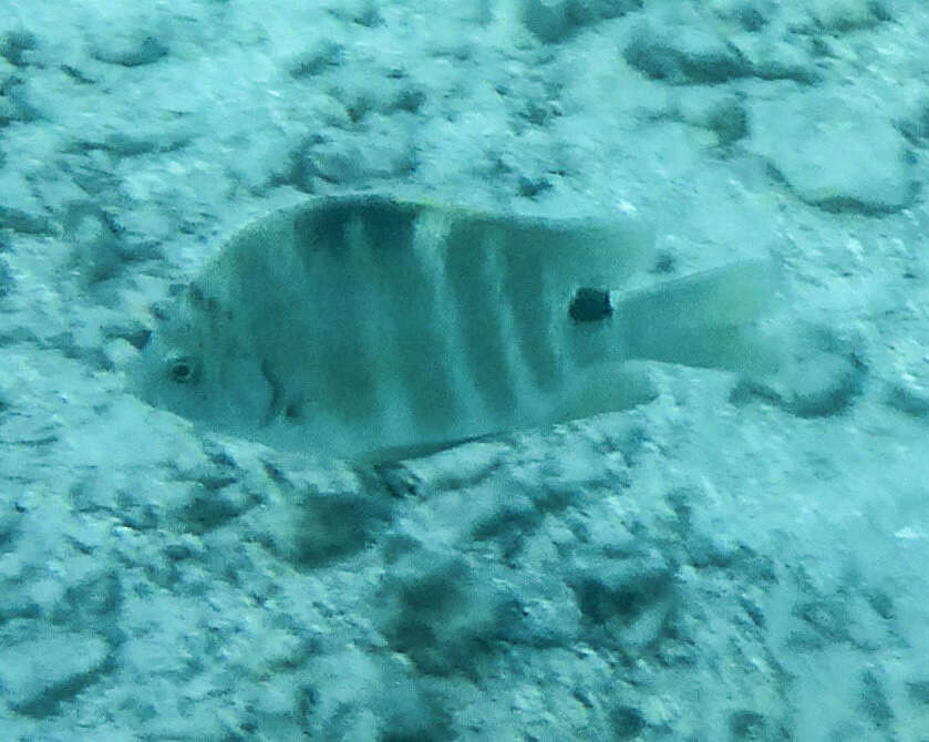 Image of Sergeant Fish