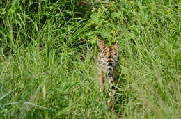 صورة Leptailurus Severtzov 1858