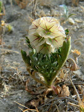 Imagem de Lomelosia stellata (L.) Rafin.