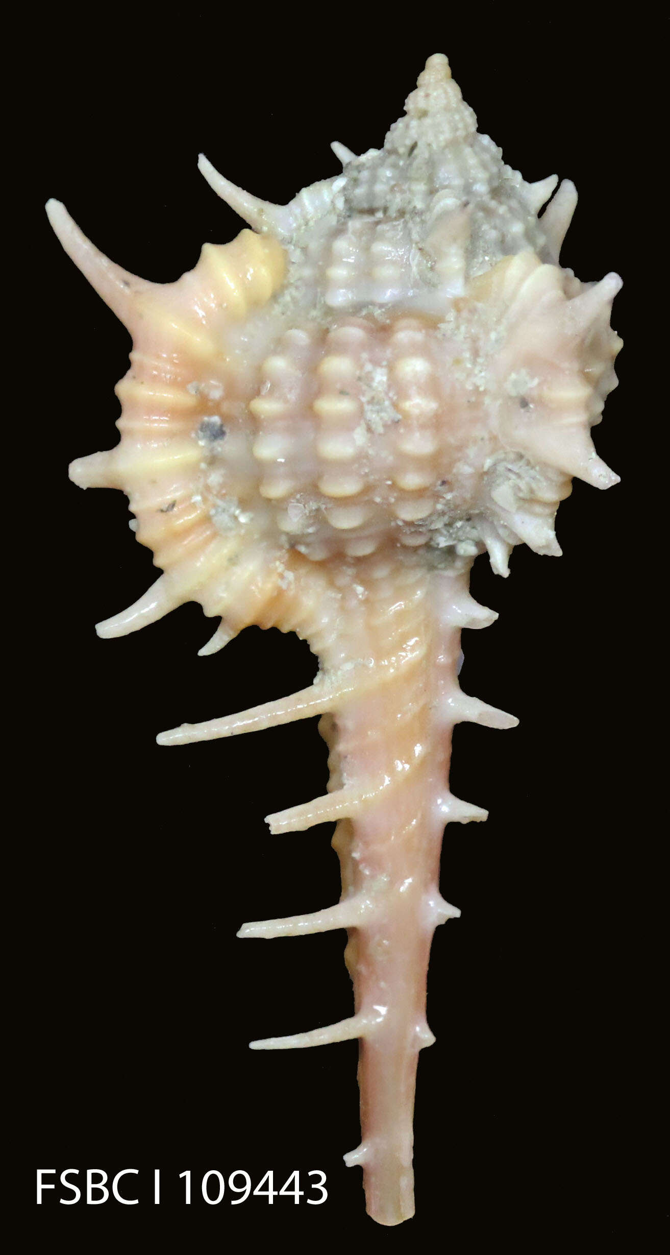 Image of Vokesimurex Petuch 1994