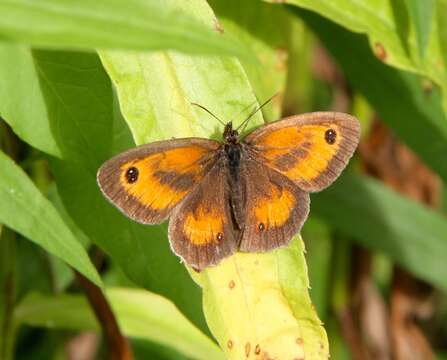 Image of hedge brown