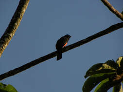 Image of Trogon Brisson 1760