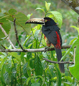 Image of Aracari