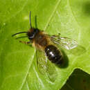 Image of Andrena nigroaenea (Kirby 1802)