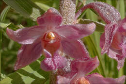 Image of Helleborine