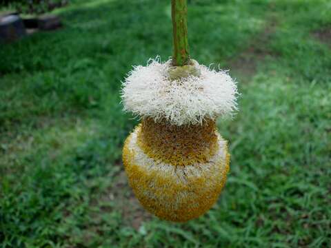 Image of Nitta Tree