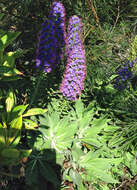 Imagem de Echium candicans L. fil.