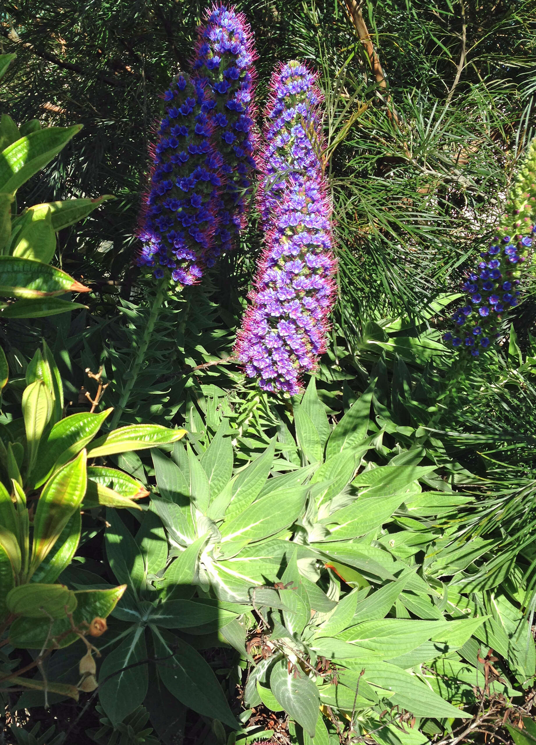 Imagem de Echium candicans L. fil.