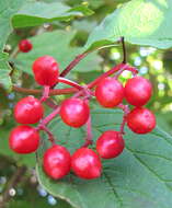 Image of Guelder Rose