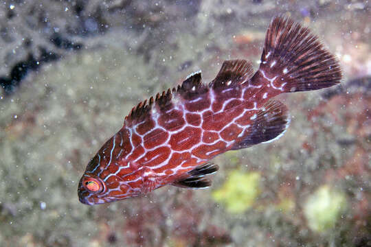 Image of Black Grouper