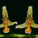 Image of Nabaluia angustifolia de Vogel