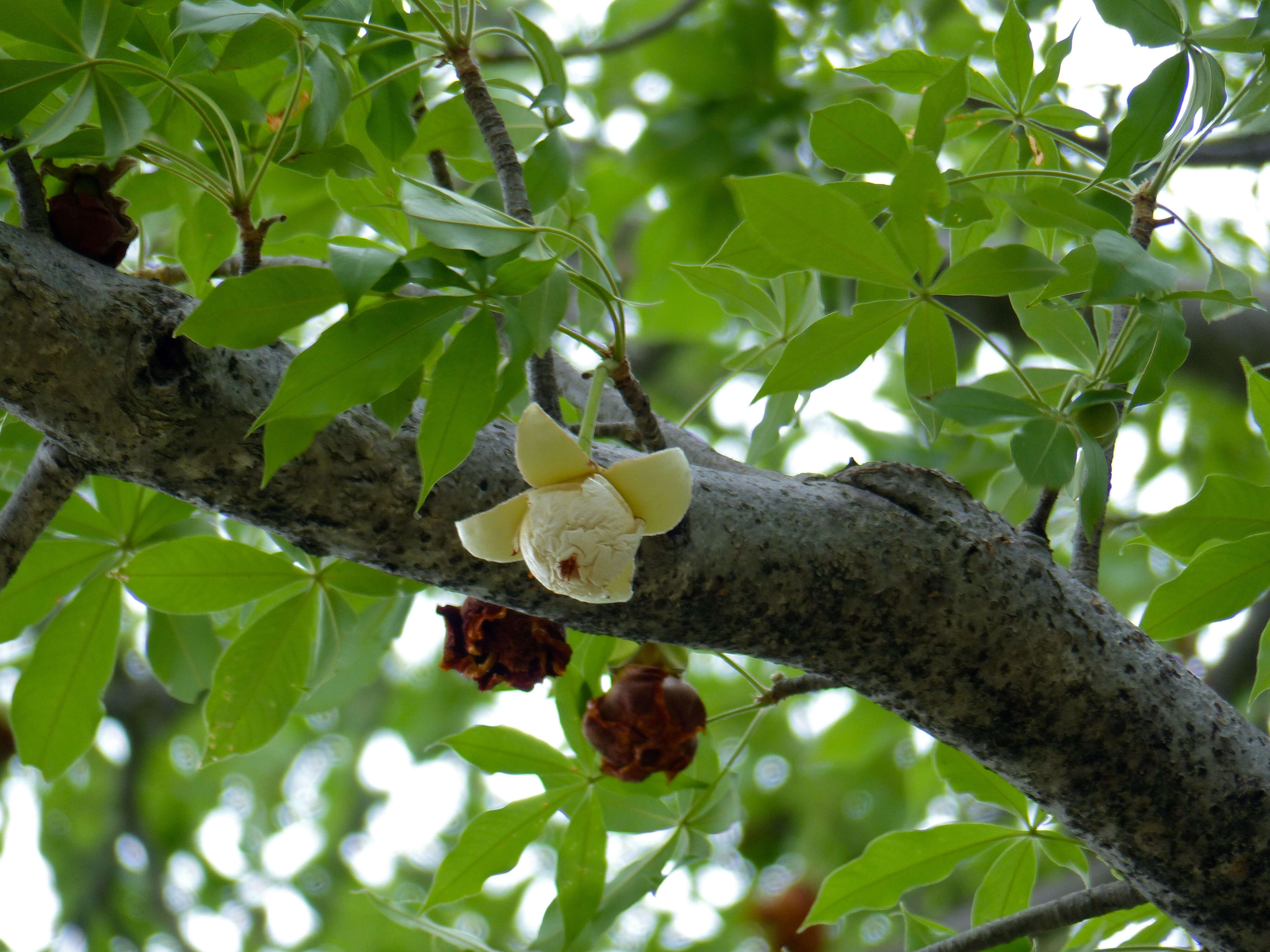 Image of Baobab