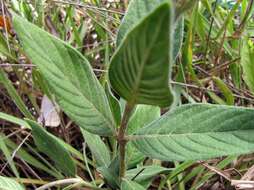 Image of Justicia chrysotrichoma Pohl ex Nees