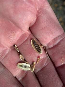 صورة Lomatium triternatum var. anomalum (M. E. Jones ex Coult. & Rose) Mathias