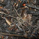Image of Carolina Wolf Spider