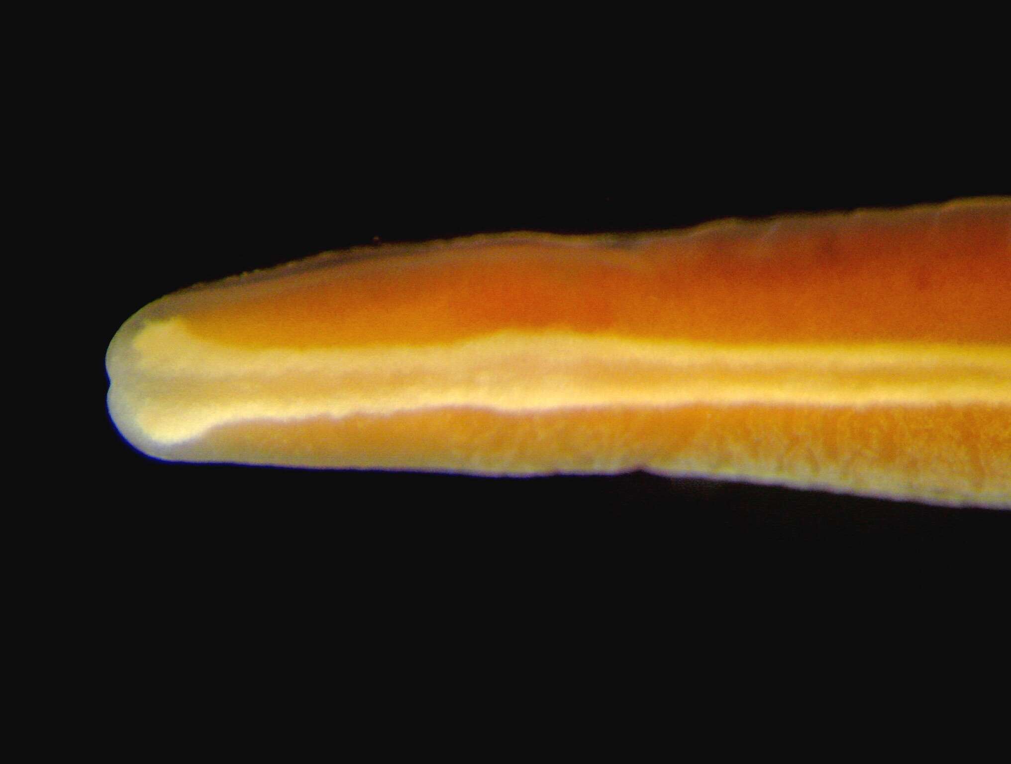 Image of Pilidiophora