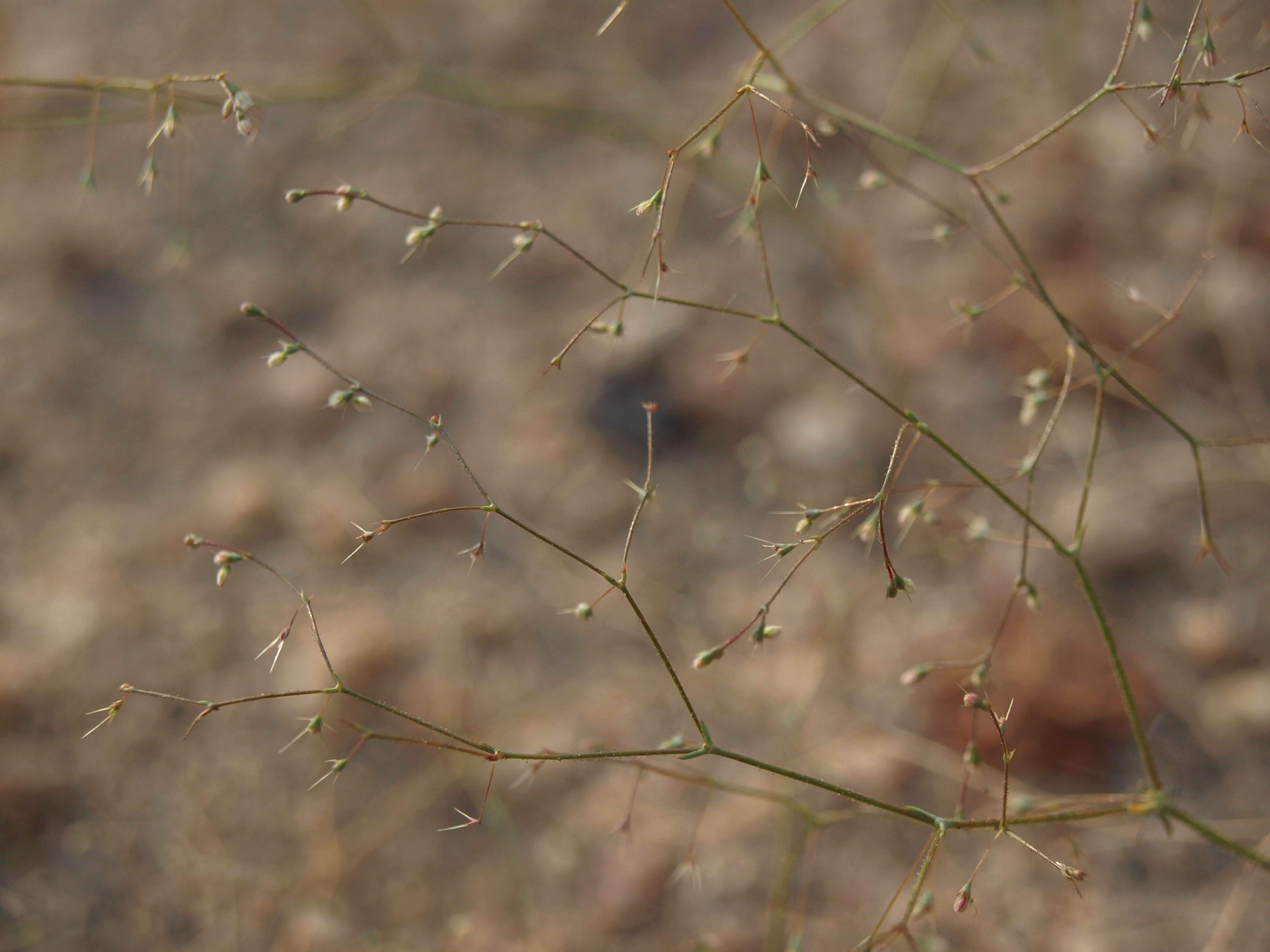 Image of narrowleaf oxytheca