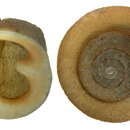 Image of Causa holosericum