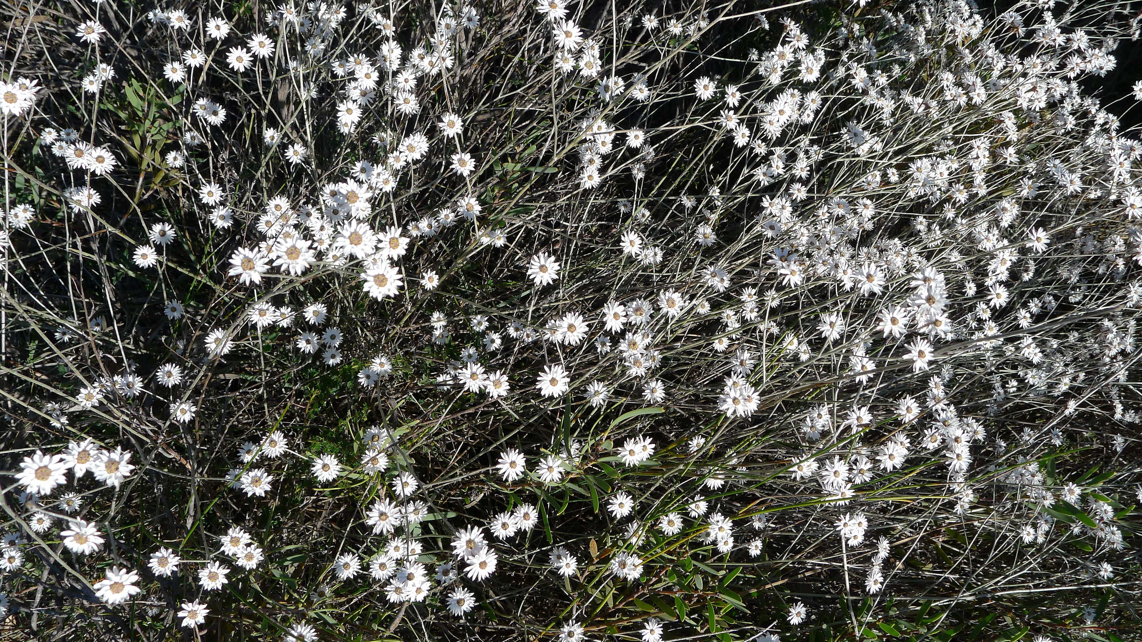 Pithocarpa pulchella Lindl. resmi