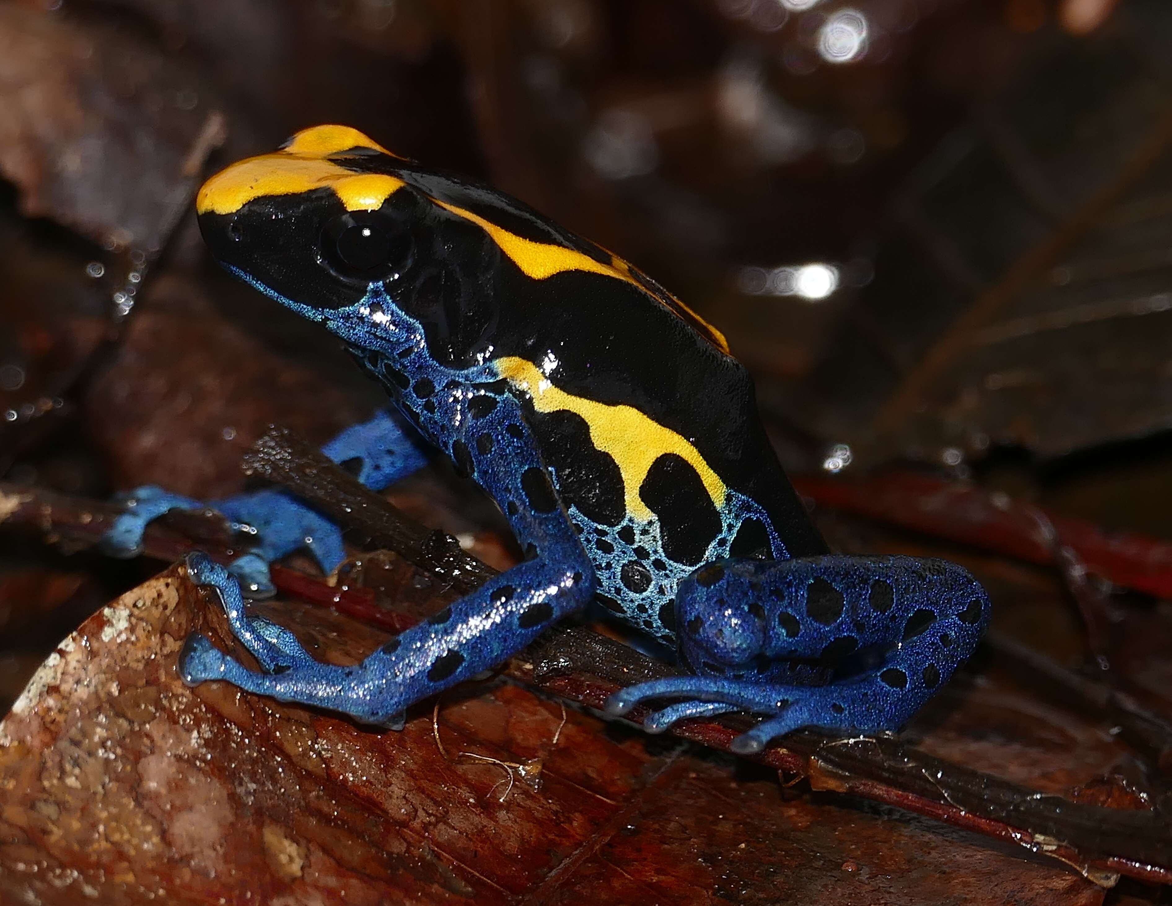 Image of Dendrobates tinctorius