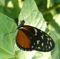 Image of Heliconius