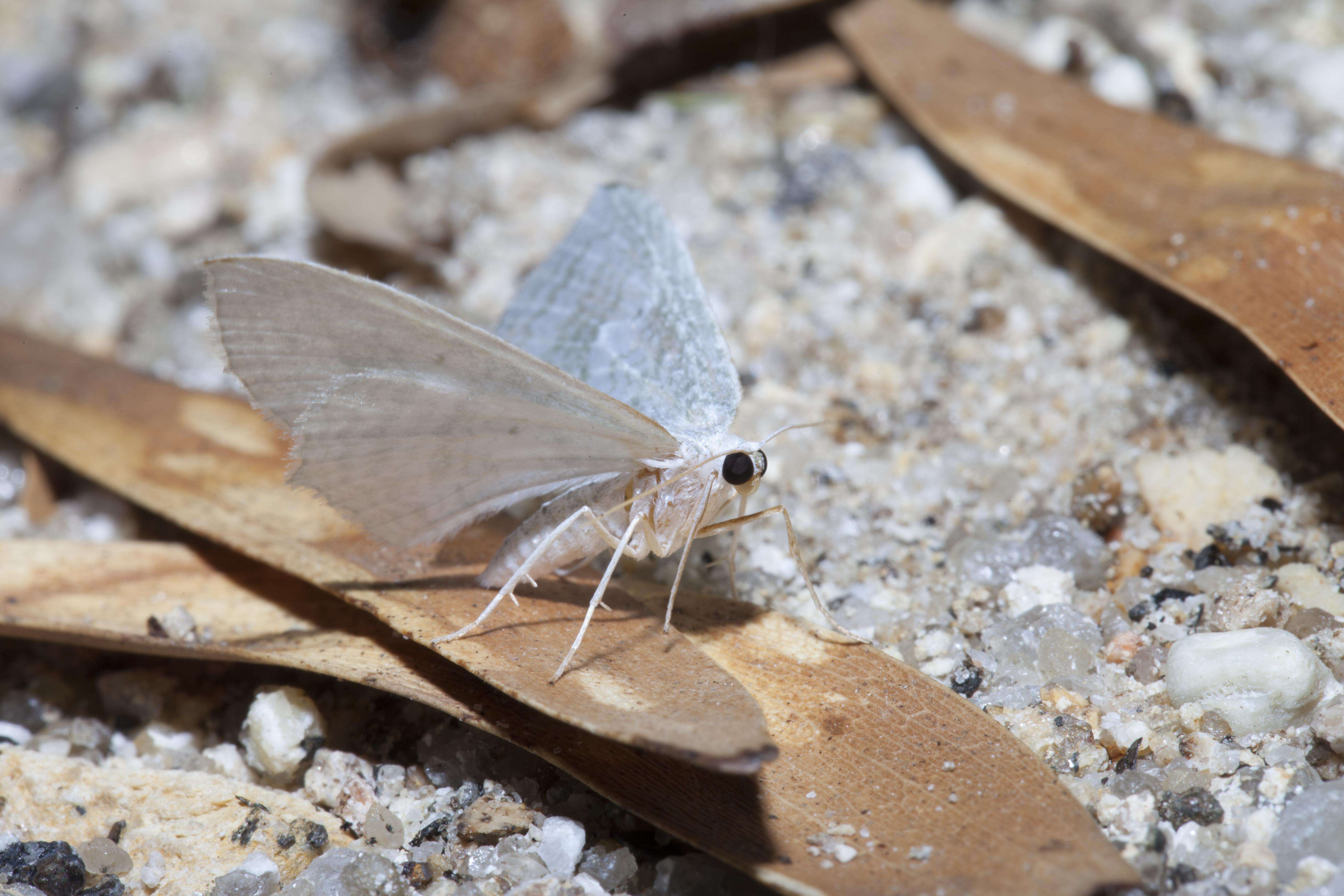 Image of Euarthropoda