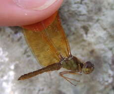 Image of Amberwings