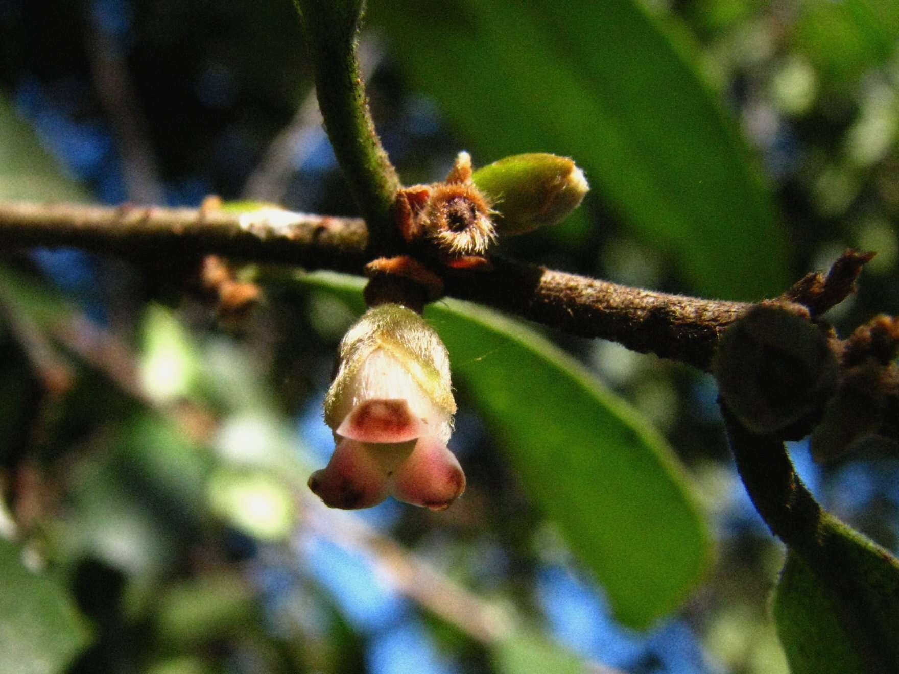 Imagem de Diospyros sandwicensis (A. DC.) Fosberg