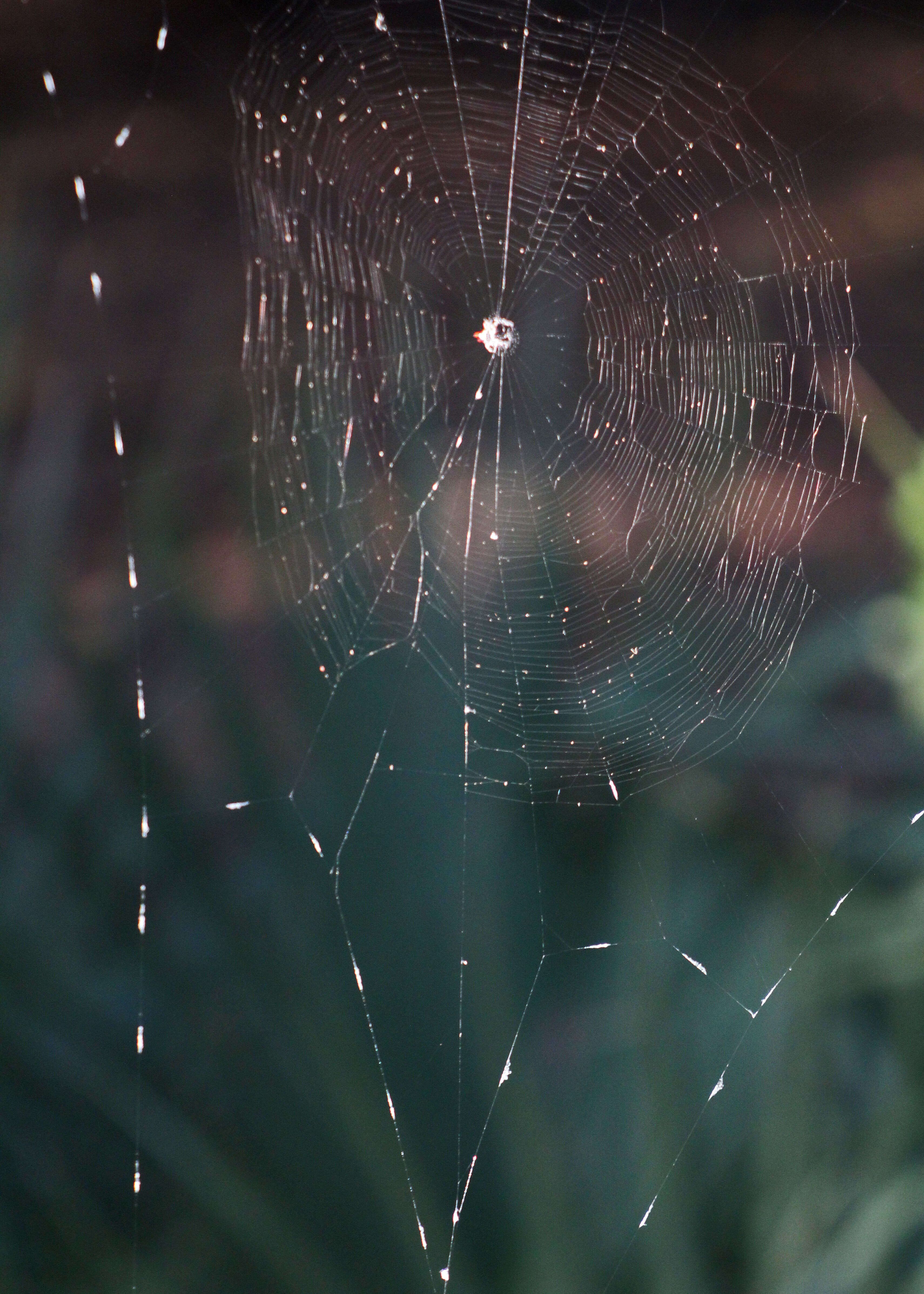 Image de Gasteracantha cancriformis (Linnaeus 1758)