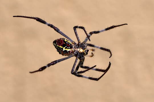 Imagem de Argiope