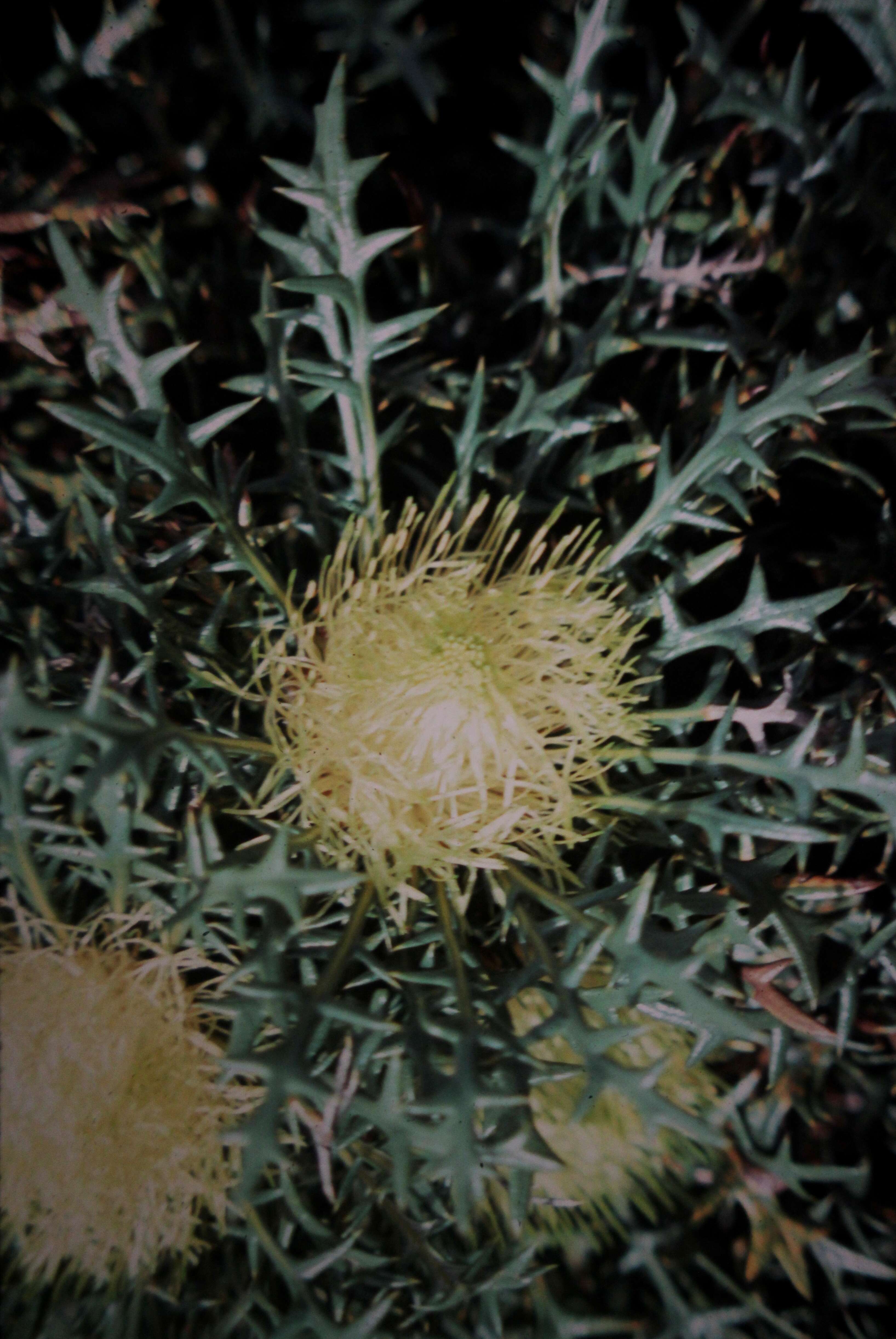 صورة Banksia nivea Labill.