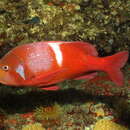 Image of Roman Seabream