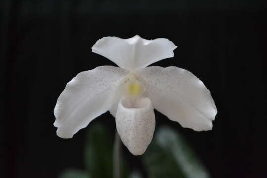 Слика од Paphiopedilum niveum (Rchb. fil.) Stein