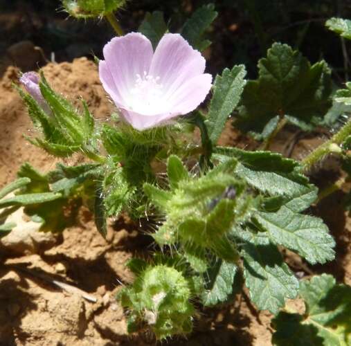 Image de Althaea