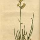 Image of yellow asphodel