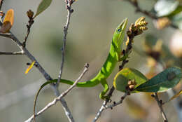 Image of Dactyloidae