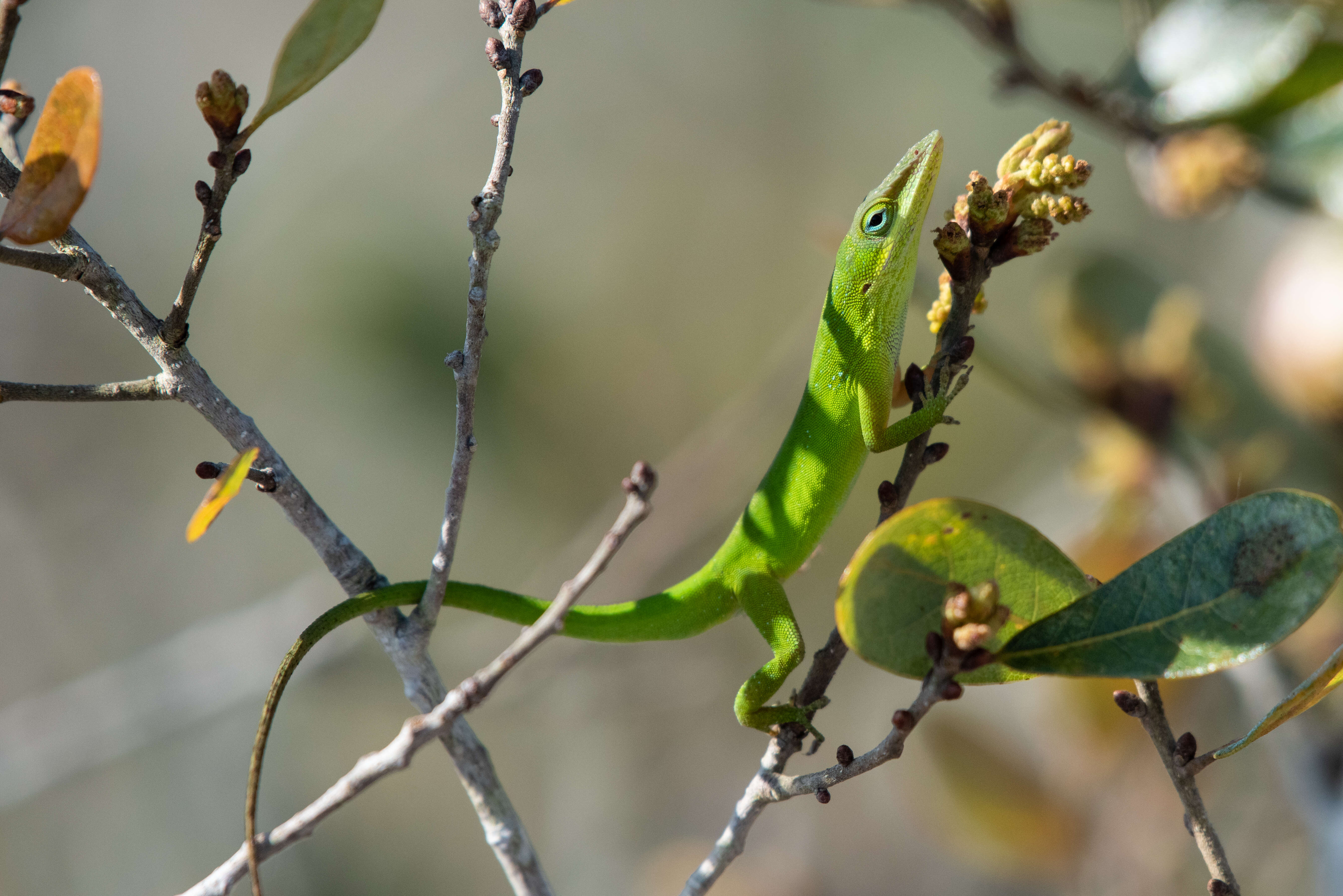 Image of Dactyloidae