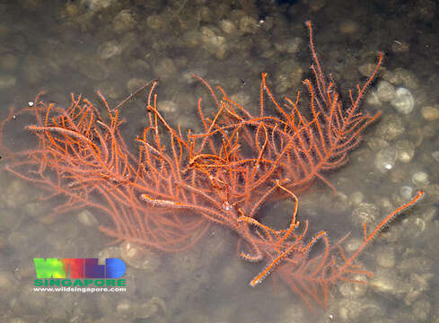 Image of Orange fan soft coral