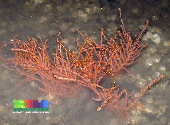 Image of Orange fan soft coral