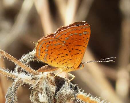 Слика од <i>Calospila lucianus</i>