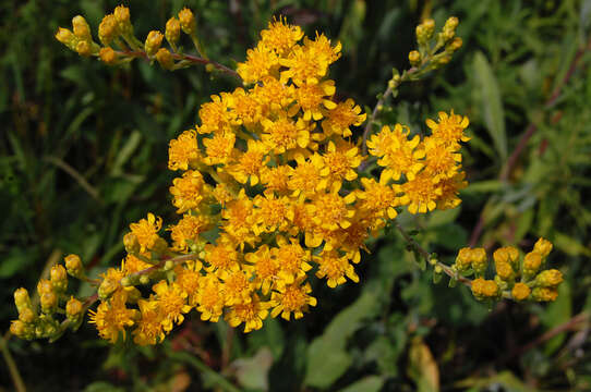 Image of Hard-Leaf Flat-Top-Goldenrod