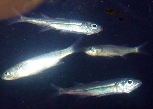 Image of Big-scale Sand Smelt