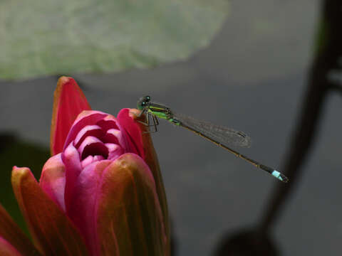 Image of forktail