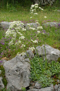 Imagem de Saxifraga hostii subsp. hostii