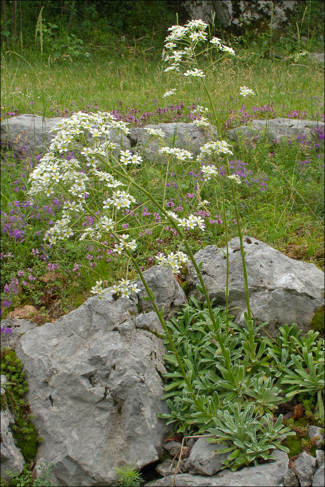 Image of Saxifraga hostii subsp. hostii