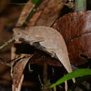 Image of Brown Leaf Chameleon