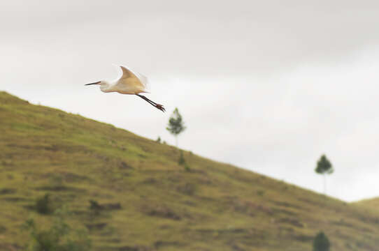 Image of Great Egret