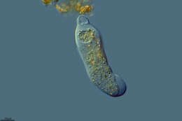 Image of Hartmannellidae