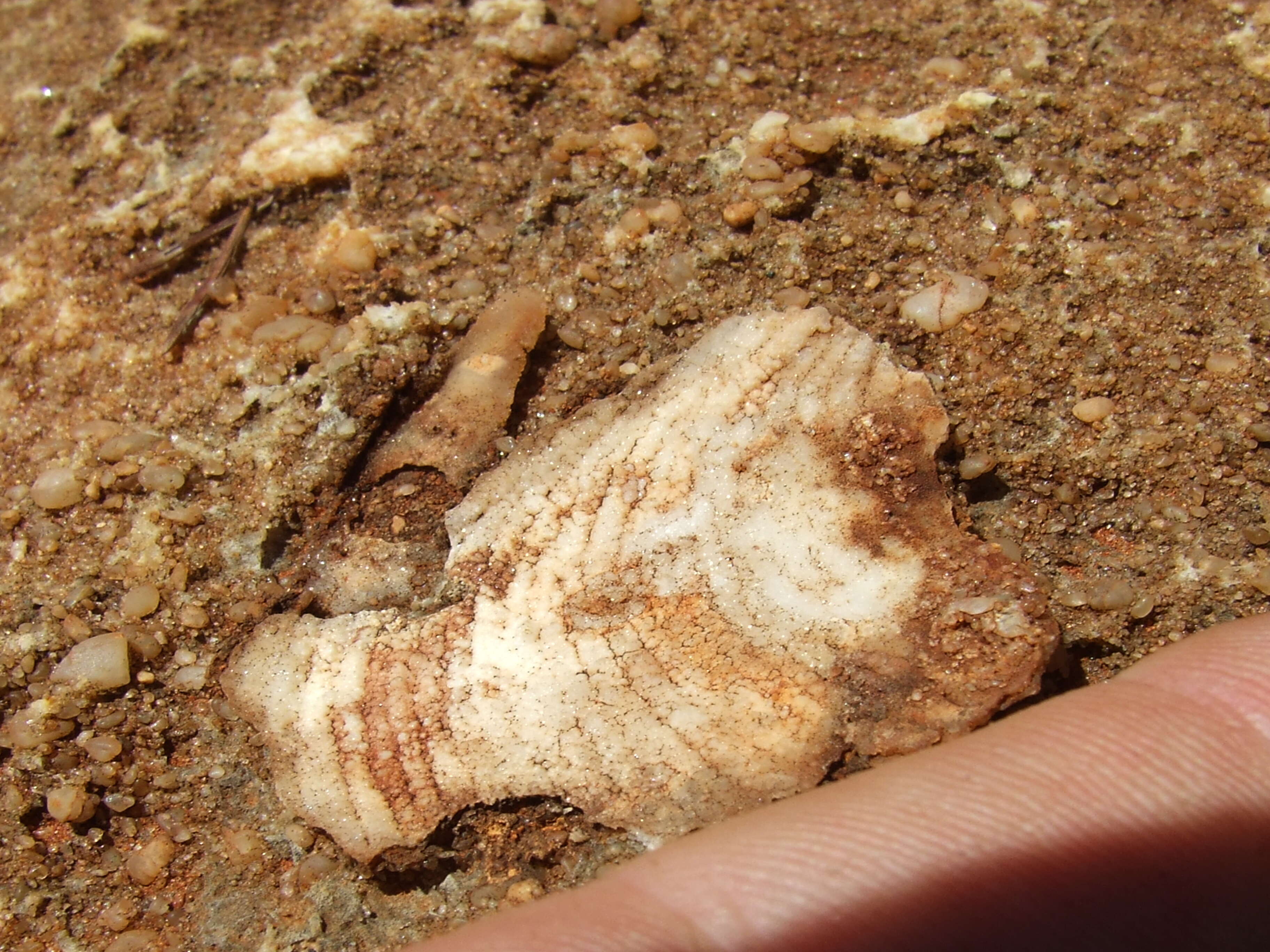 Image of lamp shells